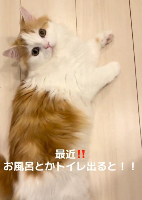 待機する猫