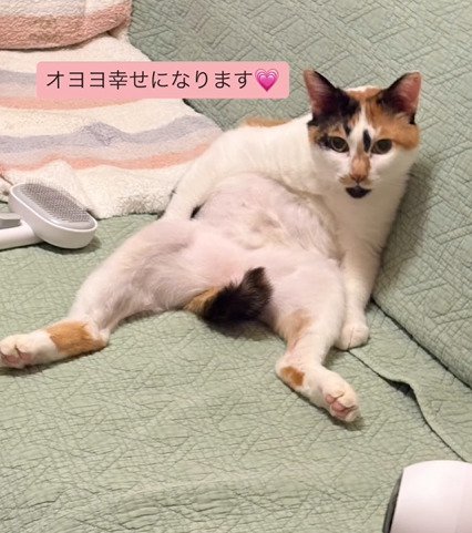 スコ座りする猫