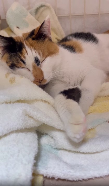 眠る猫