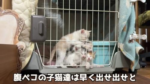 ケージの扉前で重なり合う4匹の子猫