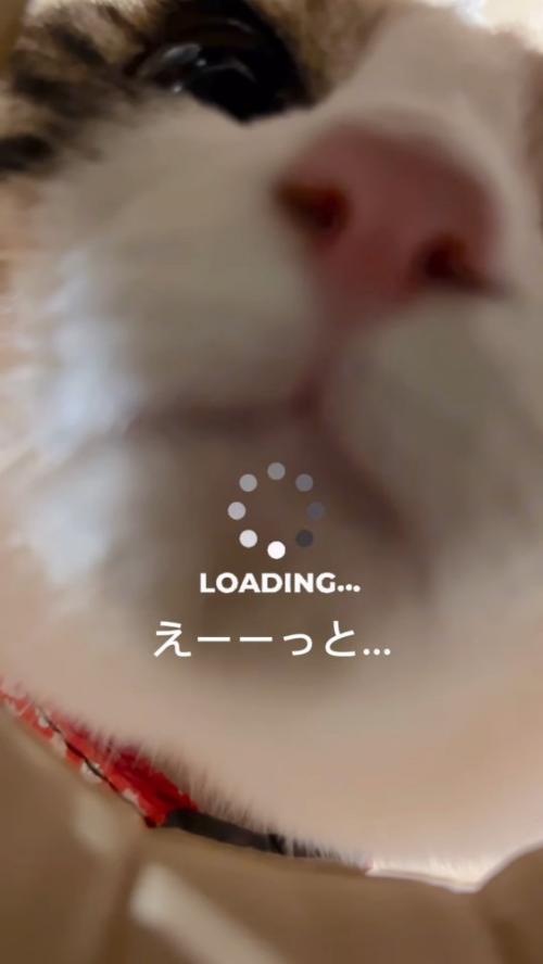 下から見た猫の顔