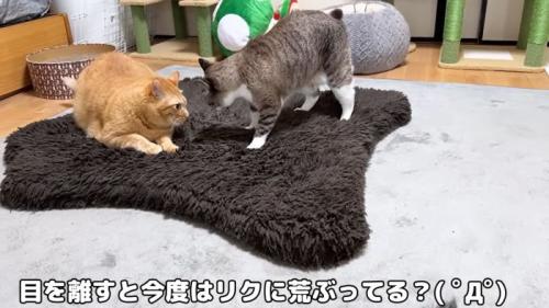 リクくんに荒ぶるリノ姫
