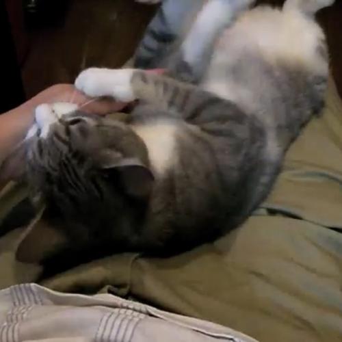 飼い主さんの手を甘噛みする猫の写真1