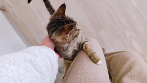 人のひざに前足を乗せる子猫