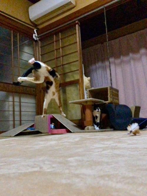 遊んでいる2匹の猫