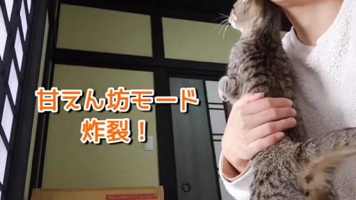 人の顔にスリスリする猫