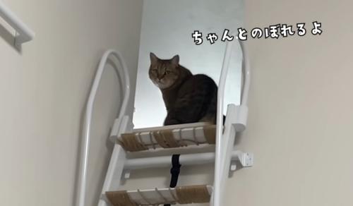 階段はしごを登った猫