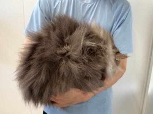 毛玉のような猫