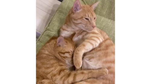 室内にいる猫たち