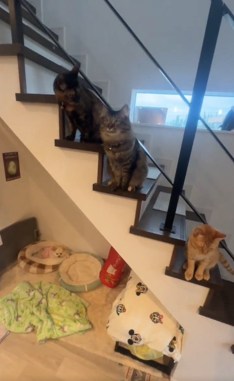 バラバラな方向を見つめる3匹の猫