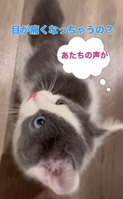 息子さんの声に戸惑う子猫