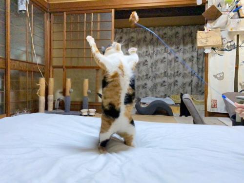 おもちゃで遊ぶ三毛猫