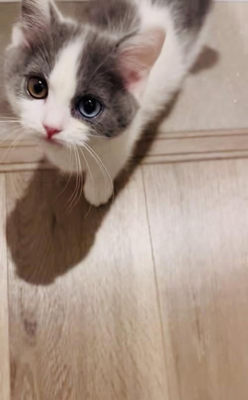 飼い主さんを見る子猫