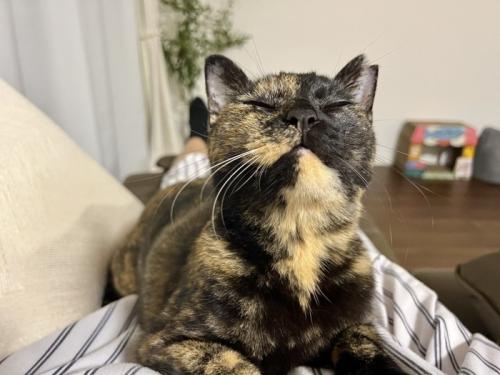 上を向く猫の顔