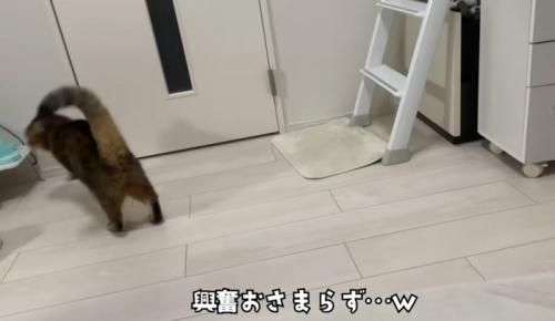 ドアの前にいる猫