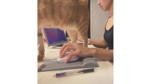 作業台にいる猫