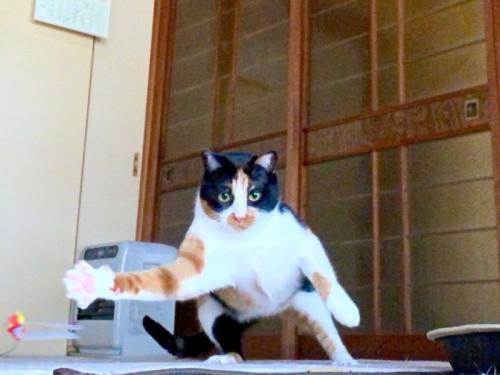 立っている三毛猫