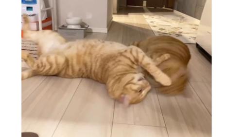 室内にいる猫たち