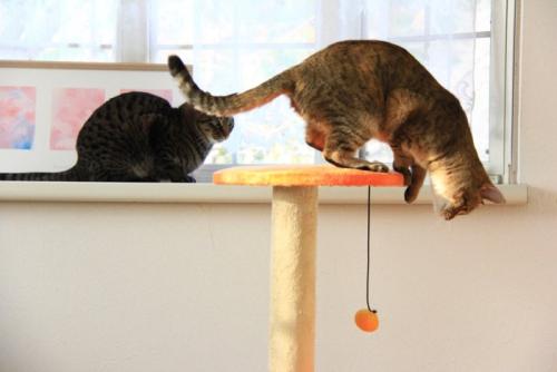 キャットタワーで遊ぶ猫