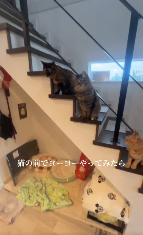 画面左側を見つめる向かって左2匹の猫とそんな猫を見つめる右側の猫