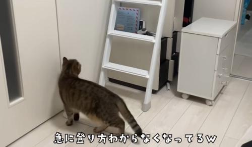 階段はしごの下にいる猫