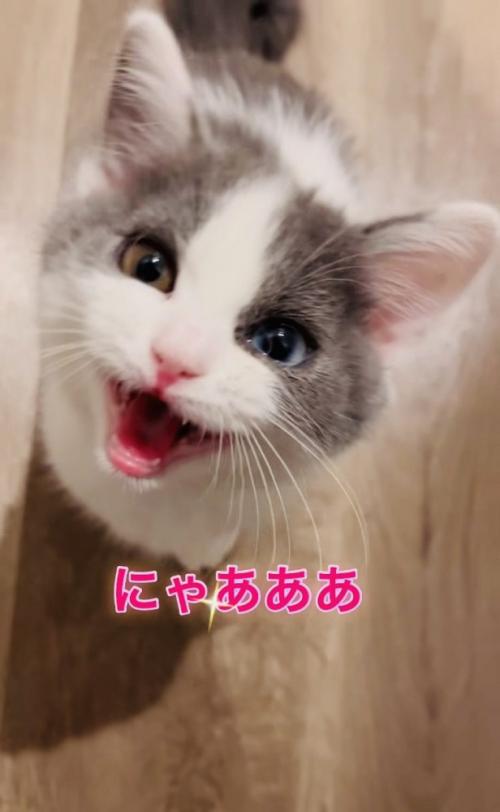 飼い主さんに答えて鳴く子猫
