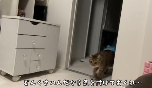 部屋を歩く猫