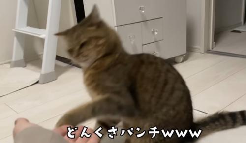 パンチを繰り出す猫