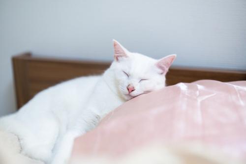 枕を使って寝る猫