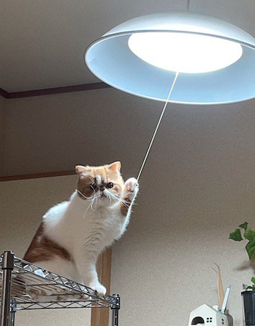 電気のスイッチのヒモを前足で掴む猫