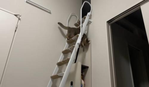 階段はしごを降りる猫