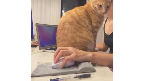 作業台にいる猫