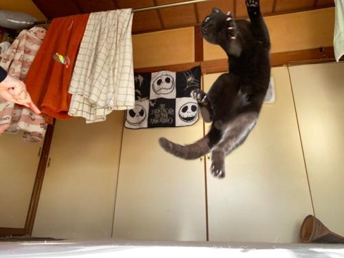 跳ねる黒猫