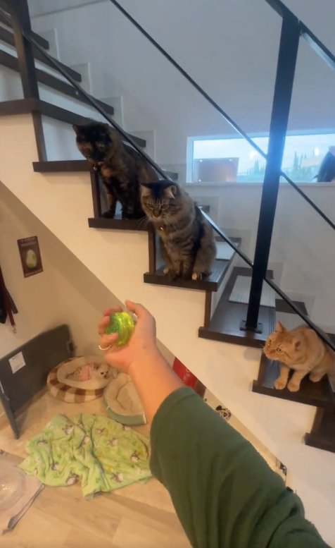 手に持ったヨーヨーを見つめる3匹の猫
