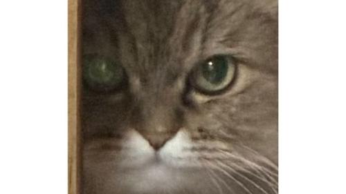 猫の顔