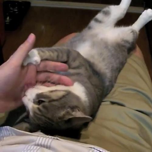 飼い主さんの手をつかむ猫の写真