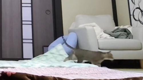 歩いている子猫