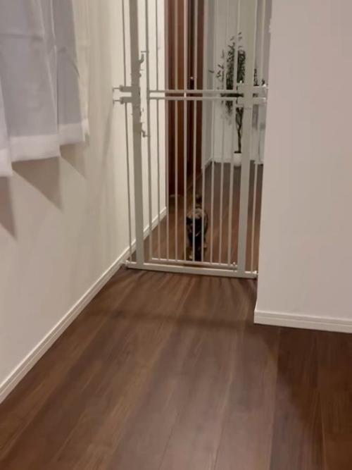 ペットゲートの向こうで待つ猫