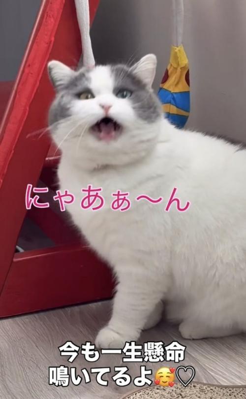 一生懸命鳴くブリティッシュショートヘア