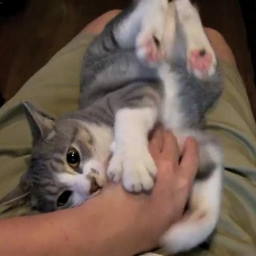 飼い主さんの手を甘噛みする猫の写真4