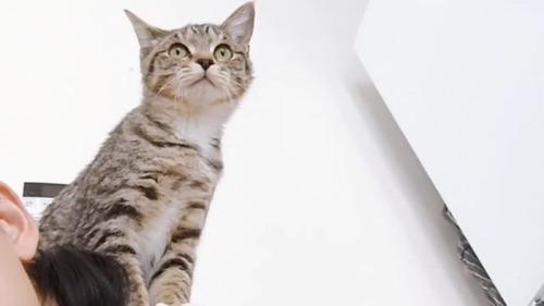 人の肩に乗る子猫