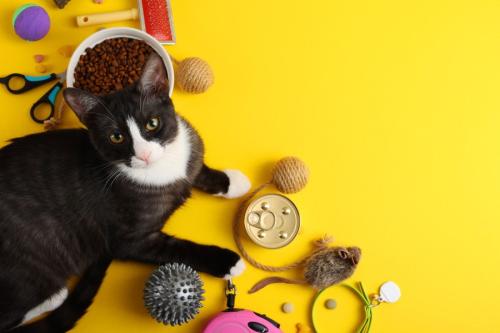 おもちゃに囲まれた猫