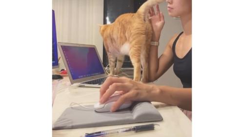 作業台にいる猫