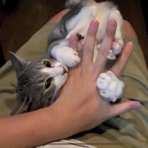 飼い主さんの手を甘噛みする猫の写真3