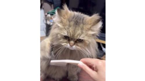 猫とブラシ