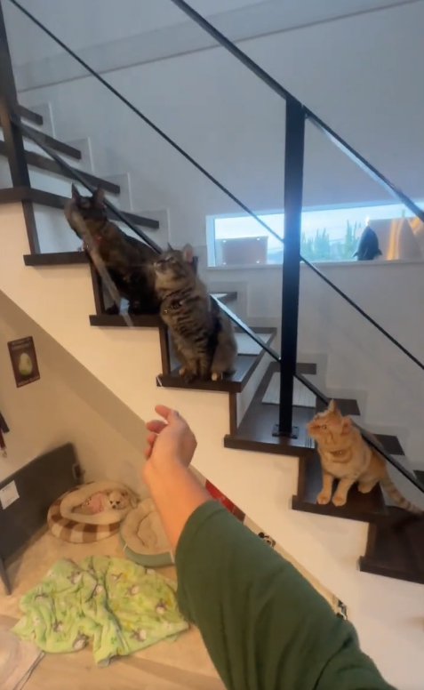 画面左上を見つめる3匹の猫