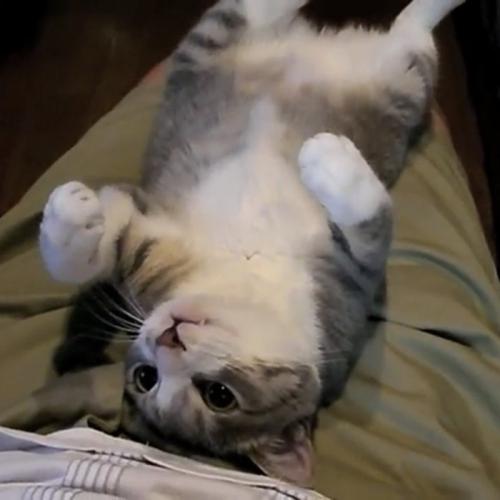飼い主さんを見つめる猫の写真