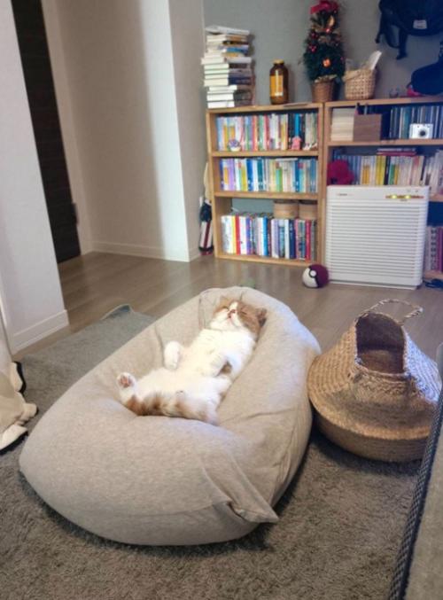 クッションの上で眠る猫