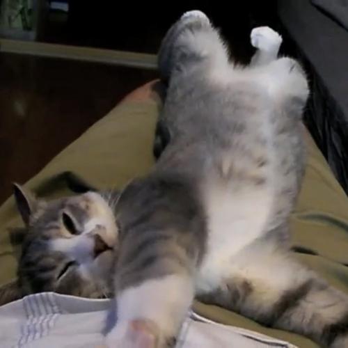 くつろぐ猫の写真1