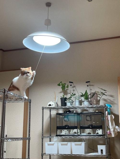 電気の点いた部屋の中に佇む猫